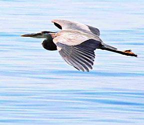 great blue heron 3 small graphic